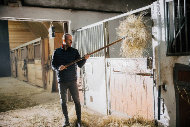 istock Mid adult man picking up hay using pitchfork 1372324388