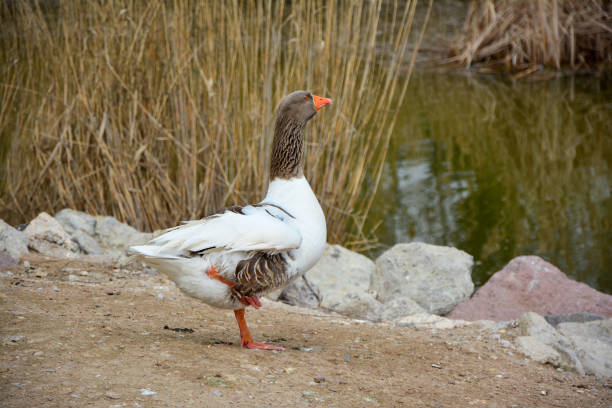 istock country goose on the beach 1372325060