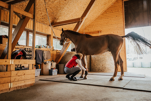 Young woman wearing protective splint boots on horse legs at the barn