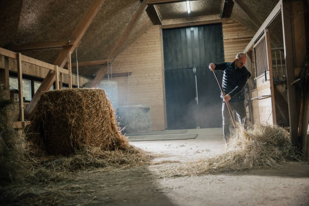 istock Man working with pitchfork at the barn 1372325195
