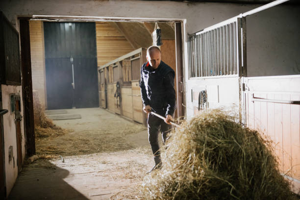 istock Mid adult man collecting hay using pitchfork 1372325251