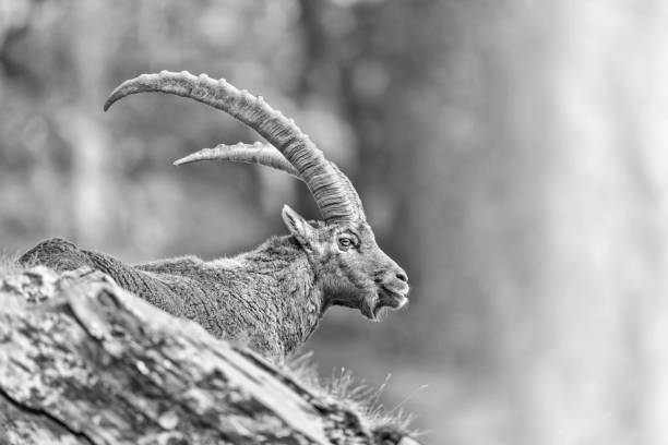 istock Alpine Ibex male on the rock (Capra ibex) 1372325266