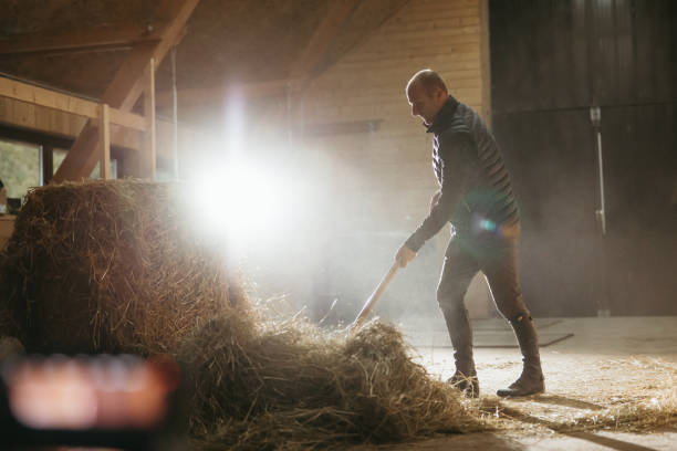 istock Mid adult man working with pitchfork for cleaning hay 1372325292