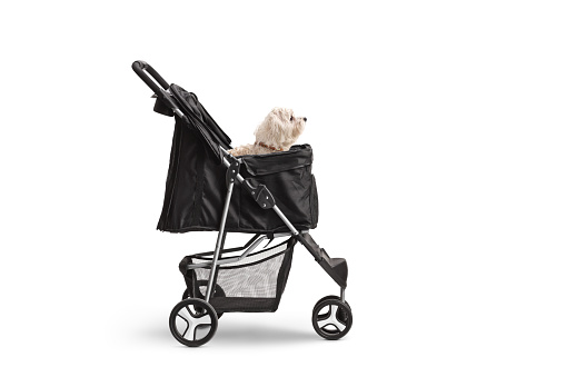 Profile shot of a white maltese poodle seated in a dog stroller isolated on white background