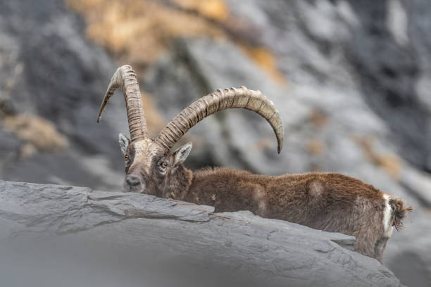 istock Alpine Ibex hidden among the rocks (Capra ibex) 1372325837