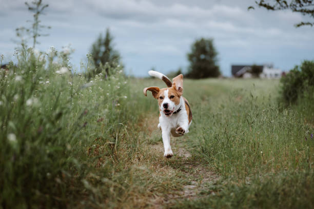 Happy dog running Happy playful beagle dog running with flying ears against nature background. Active dog pet enjoying outdoor summer walking hound stock pictures, royalty-free photos & images