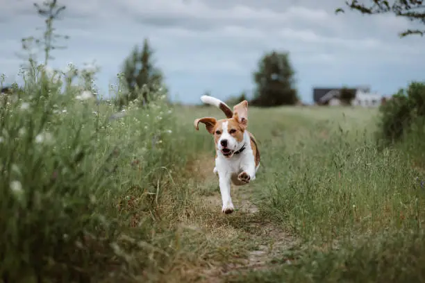 Photo of Happy dog running