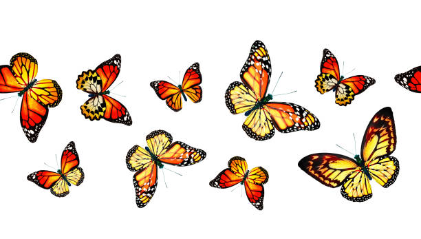 istock Color monarch butterfly , isolated on the white background 1372330469