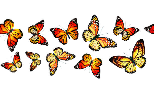 istock Color monarch butterfly , isolated on the white background 1372330470