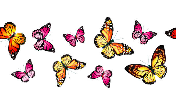 istock Color monarch butterfly , isolated on the white background 1372330472