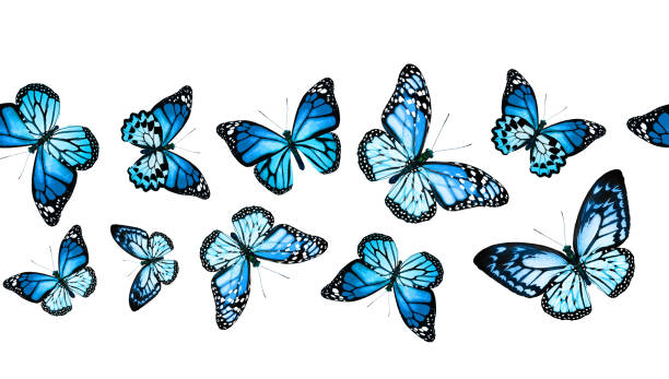 istock Color monarch butterfly , isolated on the white background 1372330475