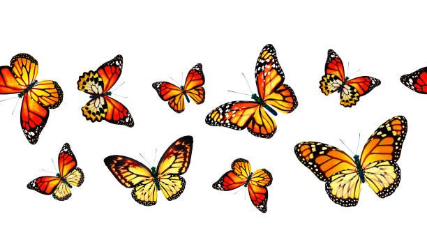 istock Color monarch butterfly , isolated on the white background 1372330476
