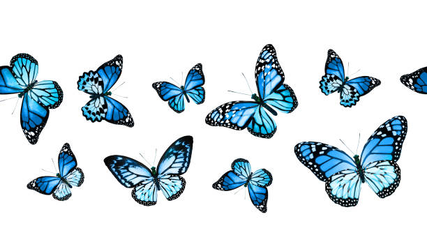 istock Color monarch butterfly , isolated on the white background 1372330477