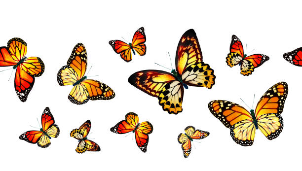 istock Color monarch butterfly , isolated on the white background 1372330480