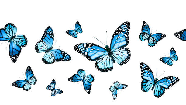 istock Color monarch butterfly , isolated on the white background 1372330498