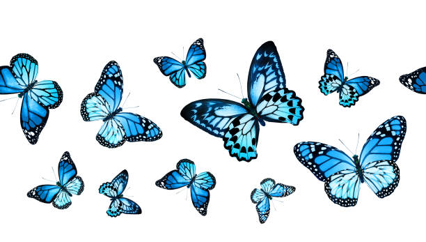istock Color monarch butterfly , isolated on the white background 1372330510