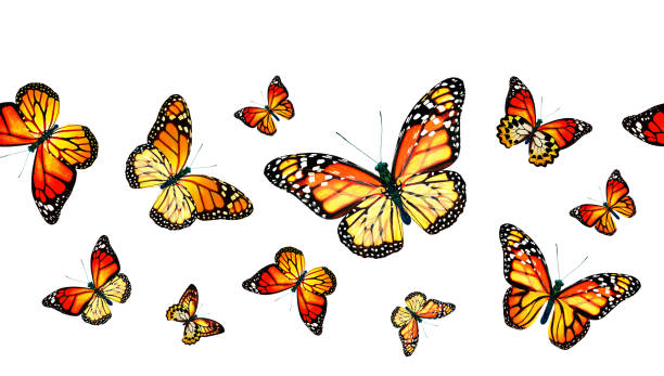 istock Color monarch butterfly , isolated on the white background 1372330511