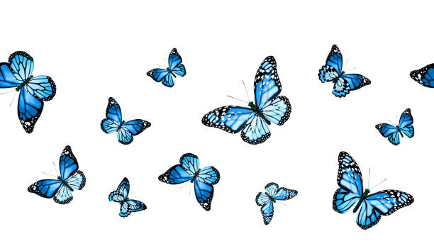 istock Color monarch butterfly , isolated on the white background 1372330525