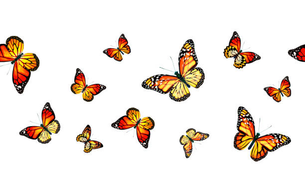 istock Color monarch butterfly , isolated on the white background 1372330529