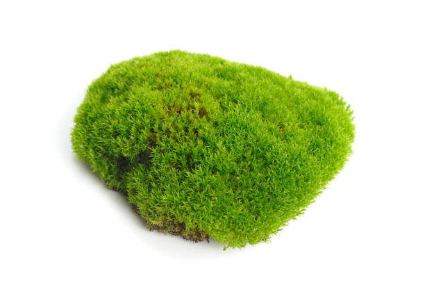 istock Green Moss Isolated on White Background 1372331595