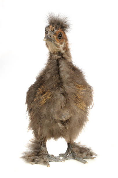 istock Chinese Silkie Chicken Isolated on White Background 1372331654