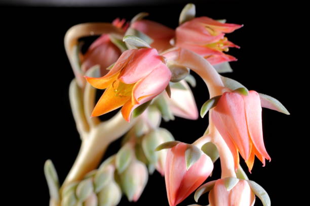istock Echeveria pollux flowers in bloom. 1372331706