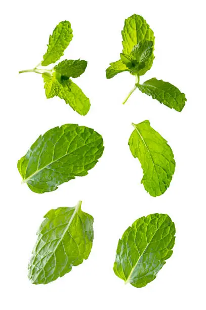Photo of Fresh mint leaves set, isolated on white background. Levitating peppermint