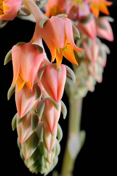 istock Echeveria pollux flowers in bloom. 1372331881