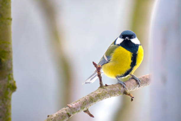 istock Yellow wild tit bird perching on tree branch on cold winter day 1372332066