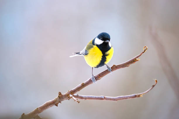 istock Yellow wild tit bird perching on tree branch on cold winter day 1372332148