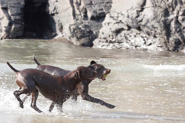 istock Two dogs splashing in the surf side view 137233264