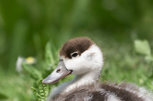 istock Cute duckling head close up 137233380