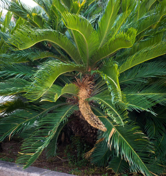 istock Cycad (cycas revoluta) male flower 1372333850