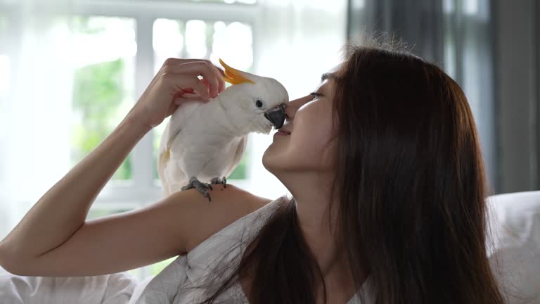 Cockatoo parrot sitting on woman's shoulder and kissing her on the bed in the morning