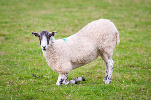 A sheep kneeling down on its front legs in a field and looking at the camera.