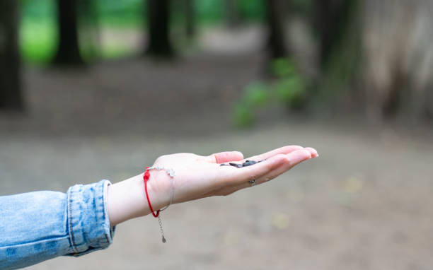 istock a woman's hand in a denim jacket offers (feeds) a seeds from an open palm 1372338214