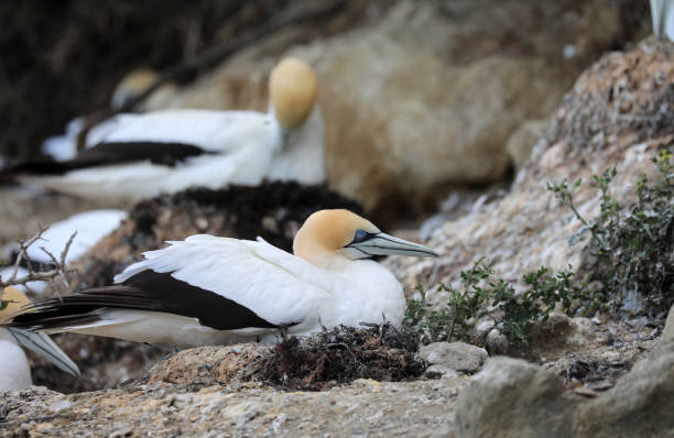 australijski gannet - gannet zdjęcia i obrazy z banku zdjęć