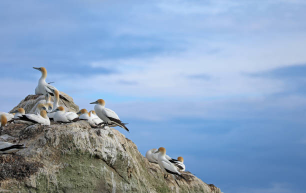 gannet australien - gannet photos et images de collection