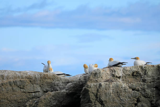 gannet australien - gannet photos et images de collection