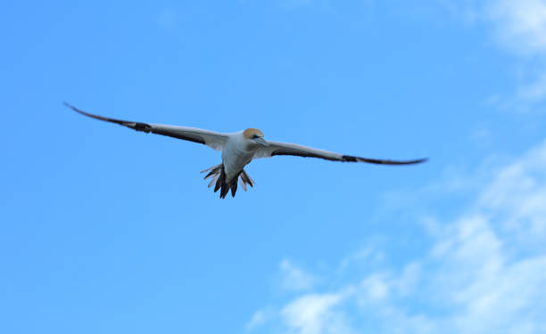 gannet australien - gannet photos et images de collection