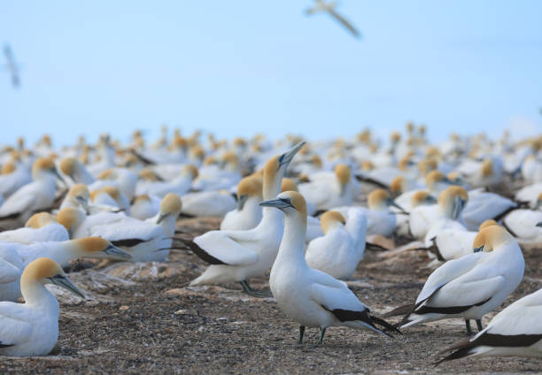 gannet australien - gannet photos et images de collection