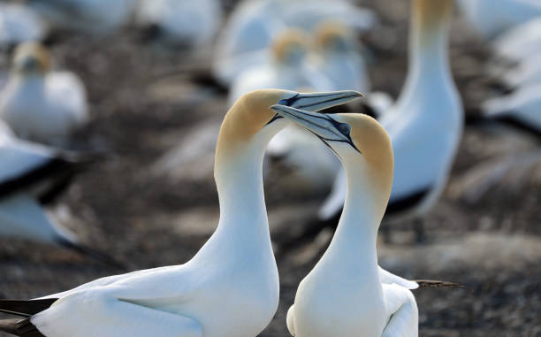 fou de bassan australien - gannet photos et images de collection