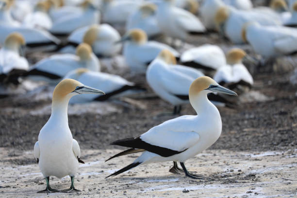 gannet australien - gannet photos et images de collection