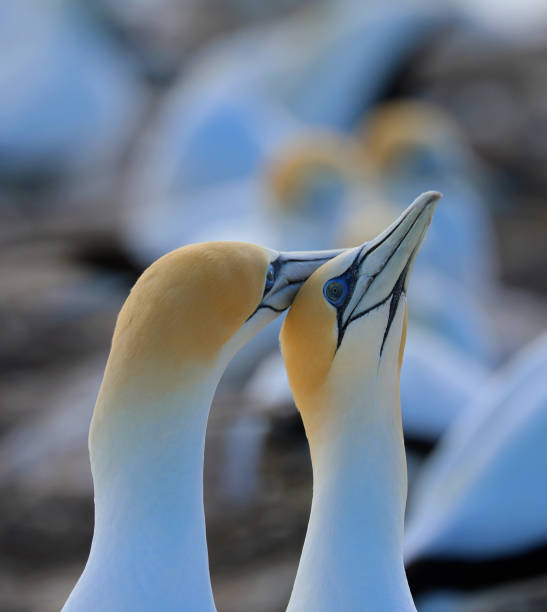 gannet australiano - gannet - fotografias e filmes do acervo