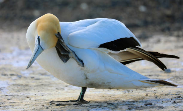 gannet australiano - gannet - fotografias e filmes do acervo