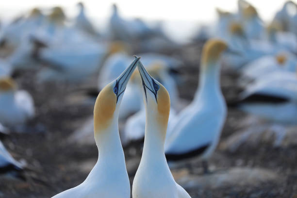 gannet australiano - gannet - fotografias e filmes do acervo