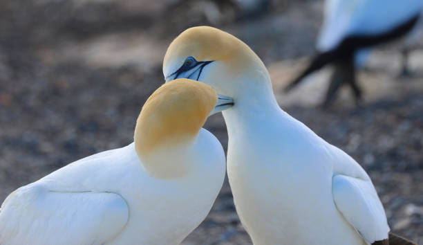 gannet australiano - gannet - fotografias e filmes do acervo