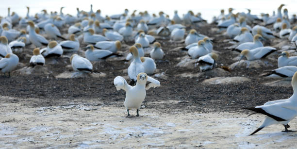 gannet australiano - gannet - fotografias e filmes do acervo