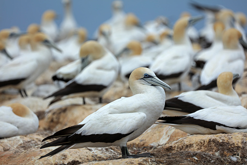 Australian Gannet