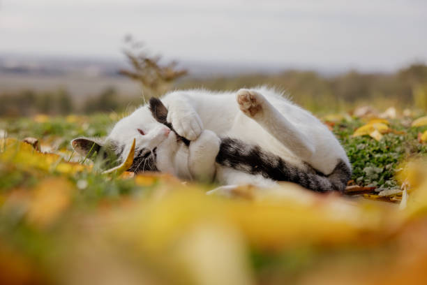 Close up of cat lying and playing with tail on field